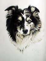 Collie